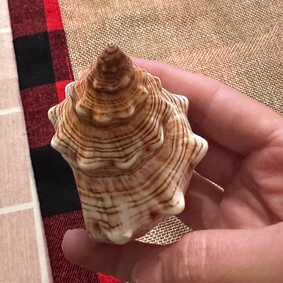 Seashells - Picture 2 of 6